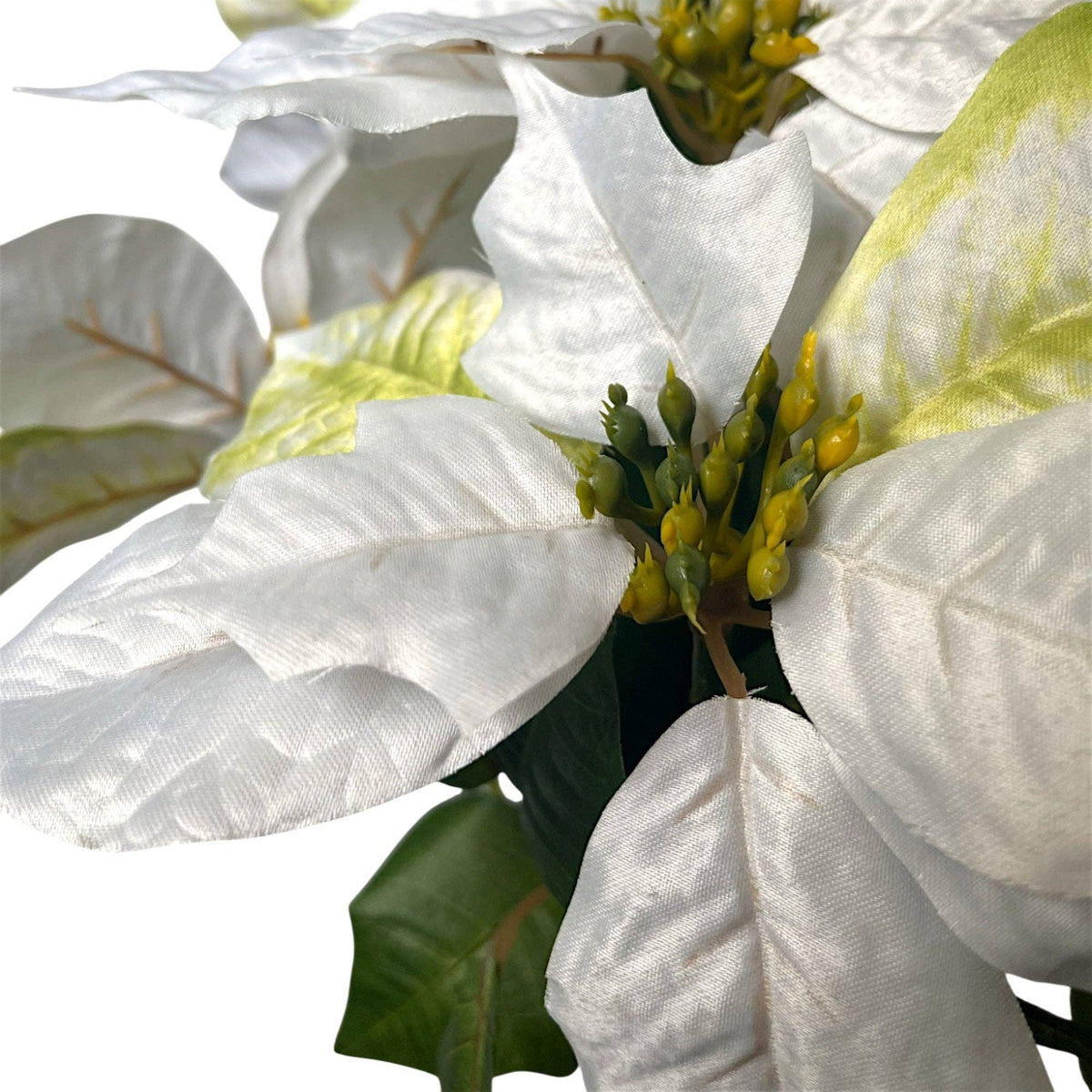 Grand Marbled Poinsettia Bush x12 - H:21" Dia:8" - White