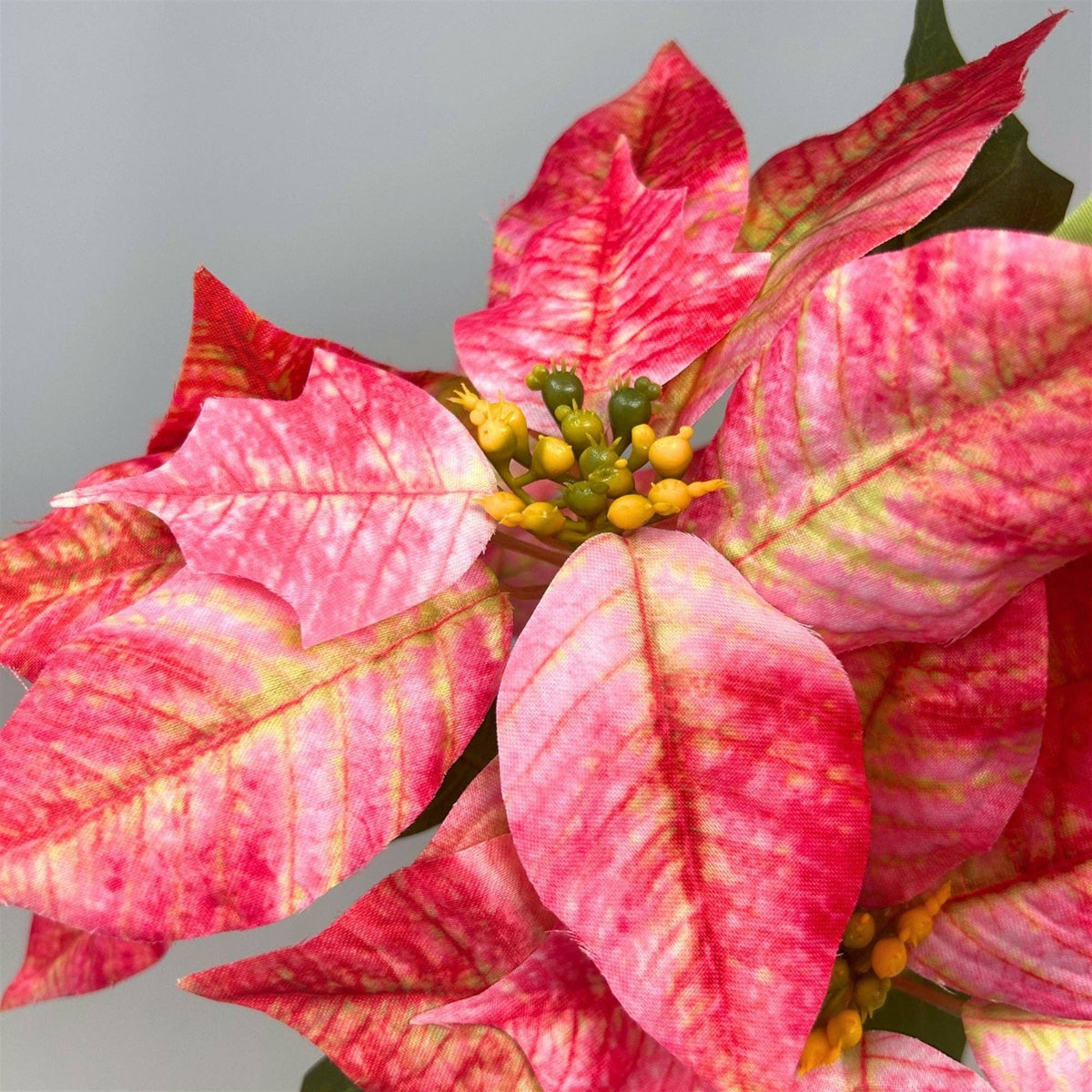 Marbled Poinsettia Bush - 18" Dia:8" - Hot Pink