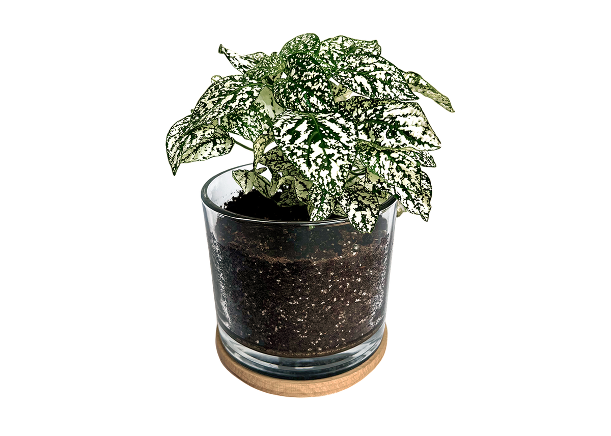 First Snow Polka Dot Plant