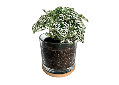 First Snow Polka Dot Plant