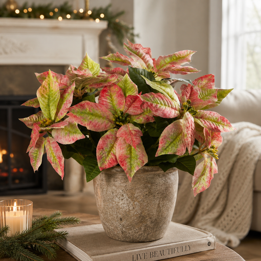 Grand Marbled Poinsettia Bush | 21” Pink & Green