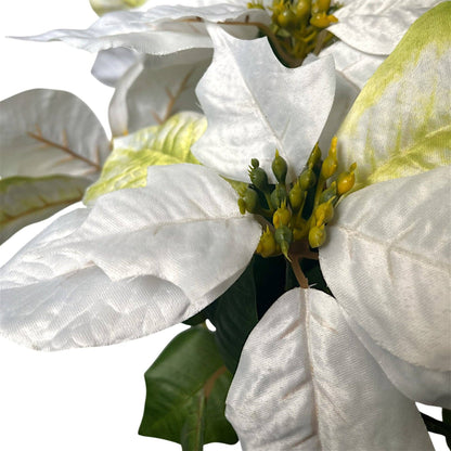 Grand Marbled Poinsettia Bush x12 - H:21" Dia:8" - White