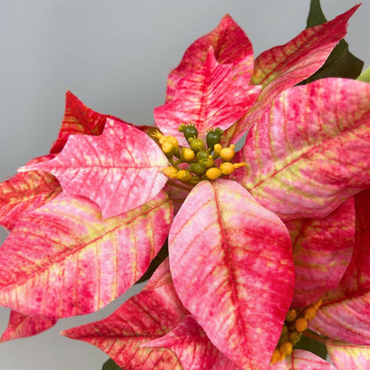 Marbled Poinsettia Bush - 18" Dia:8" - Hot Pink