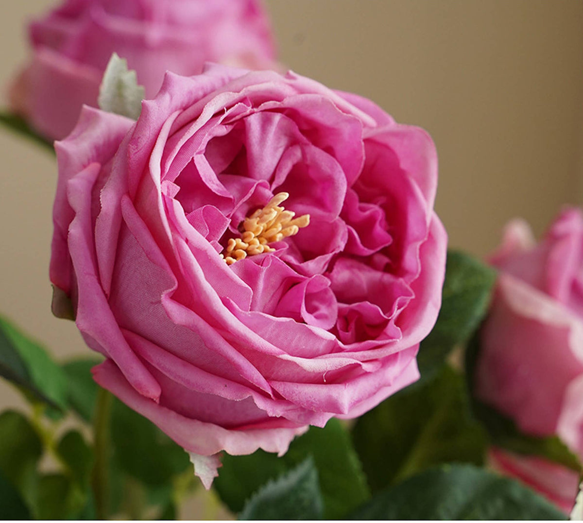 17"OR 24"Premium Real touch English Austin Cabbage Rose Stem