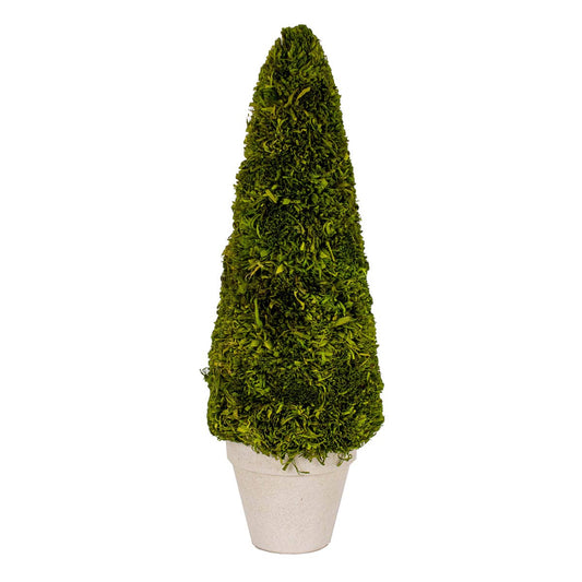 Boxwood Tree - Green
