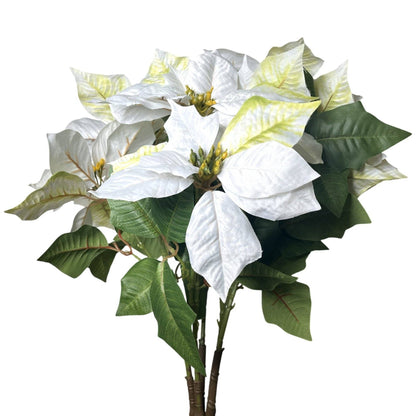 Grand Marbled Poinsettia Bush x12 - H:21" Dia:8" - White