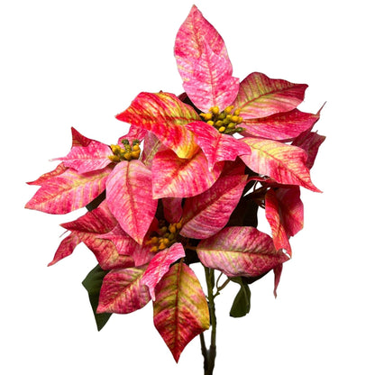 Marbled Poinsettia Bush - 18" Dia:8" - Hot Pink