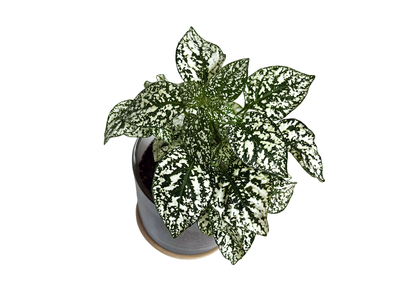 First Snow Polka Dot Plant
