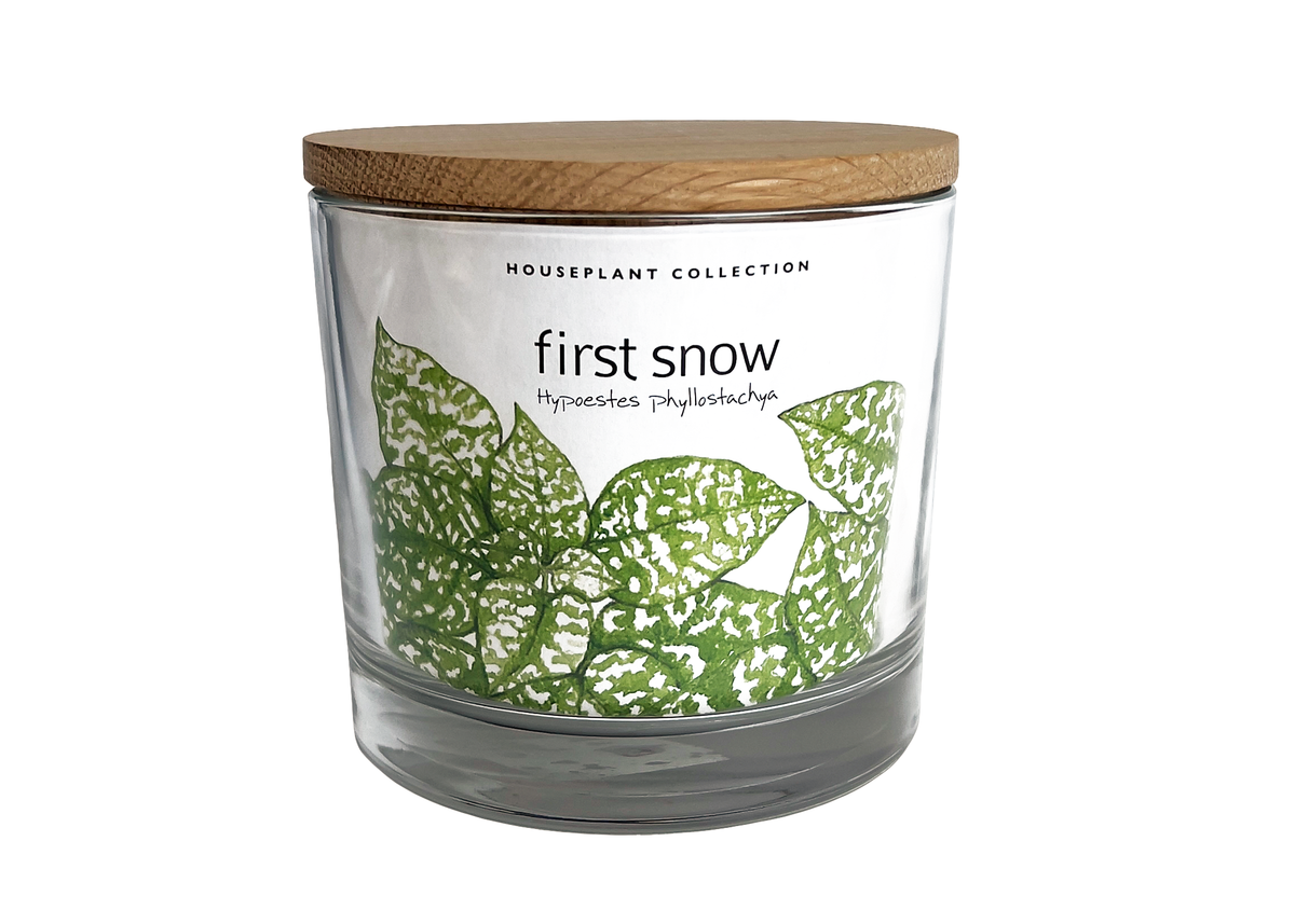 First Snow Polka Dot Plant