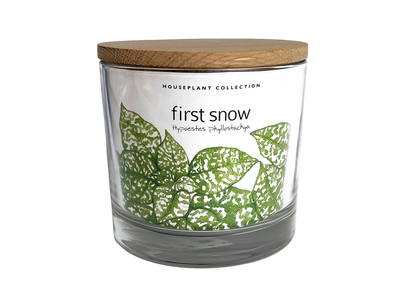 First Snow Polka Dot Plant