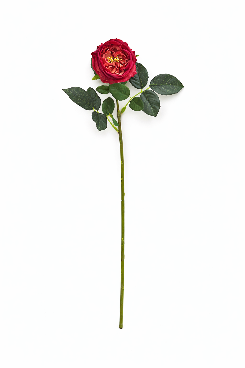17"OR 24"Premium Real touch English Austin Cabbage Rose Stem