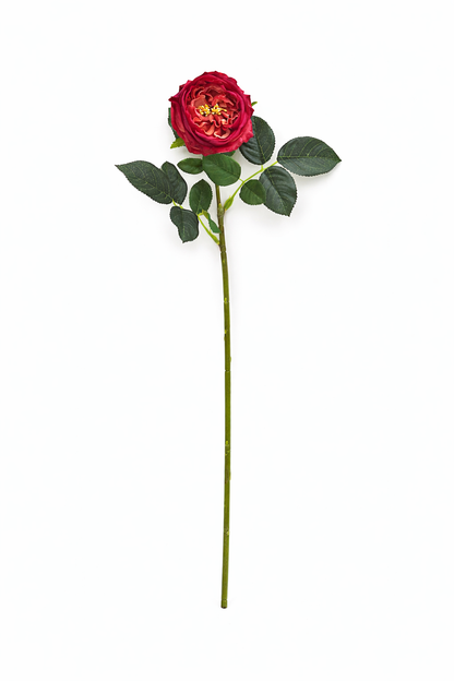 17"OR 24"Premium Real touch English Austin Cabbage Rose Stem